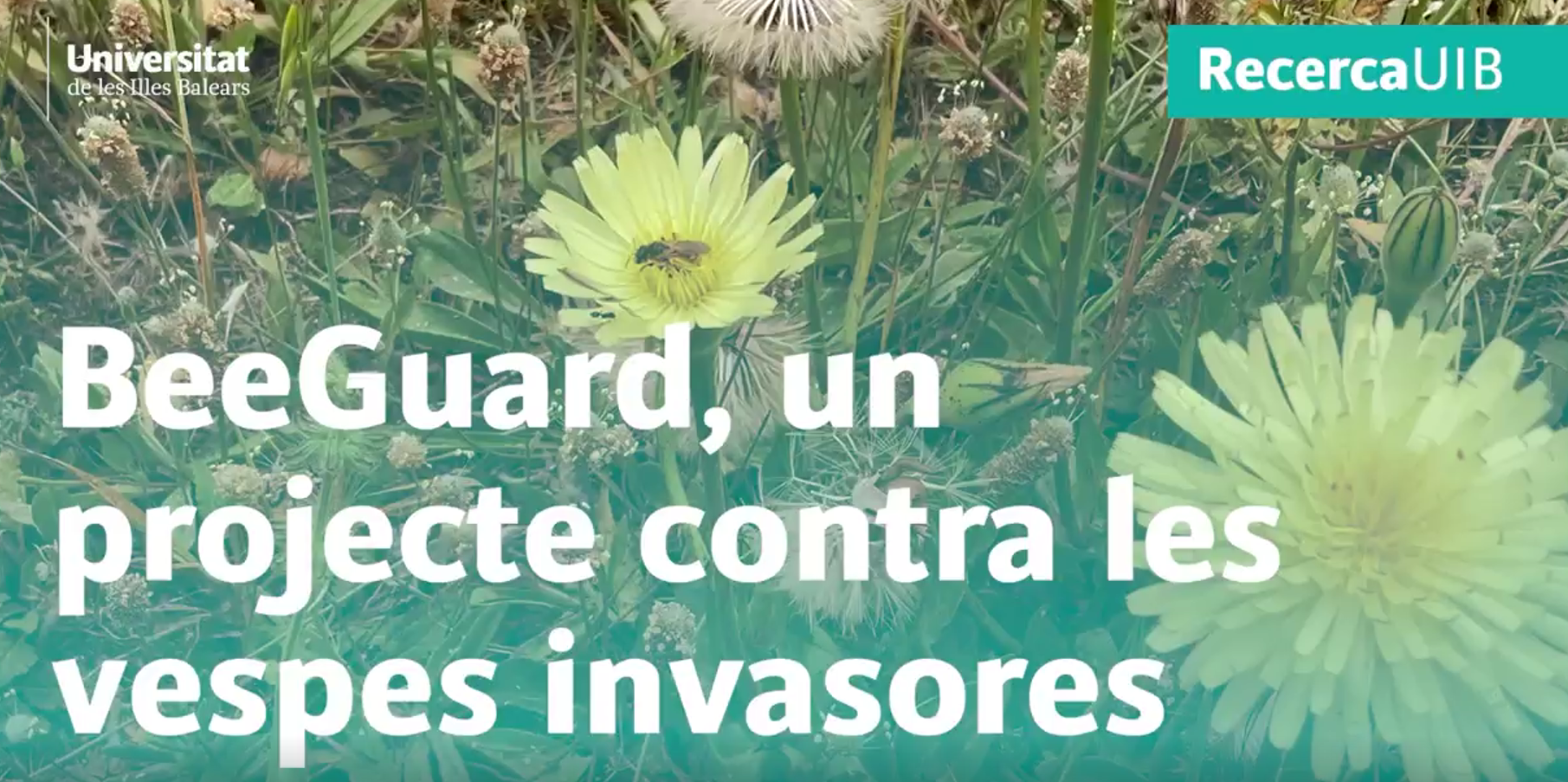 BeeGuard, a project against invasive wasps